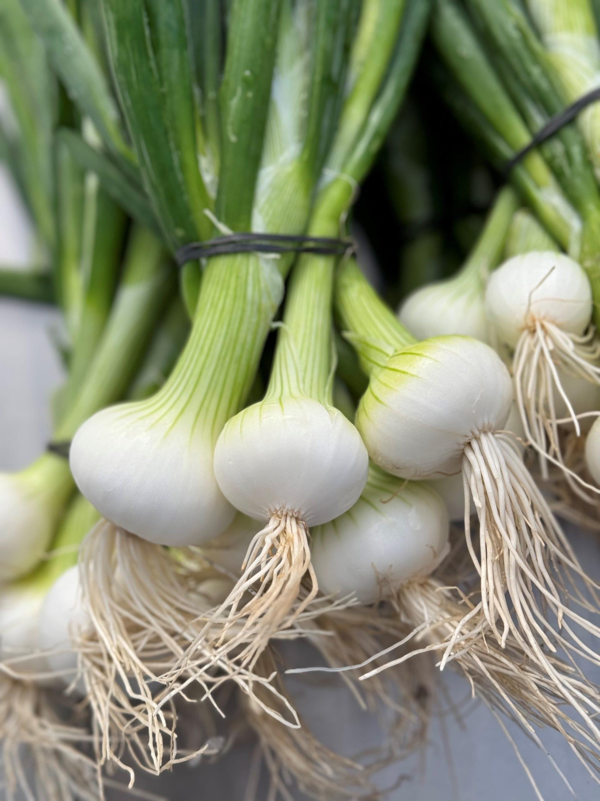 onion photo